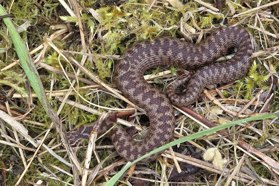 Adder found during a reptile survey