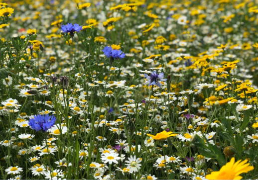 Wildflower meadow in Sussex, England