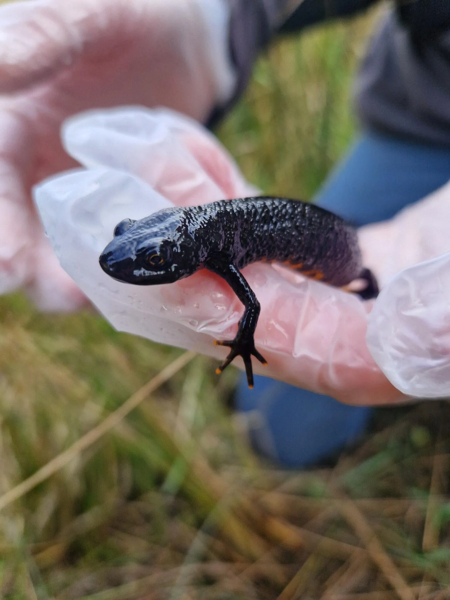 Ecologist carrying out a great crested newt survey