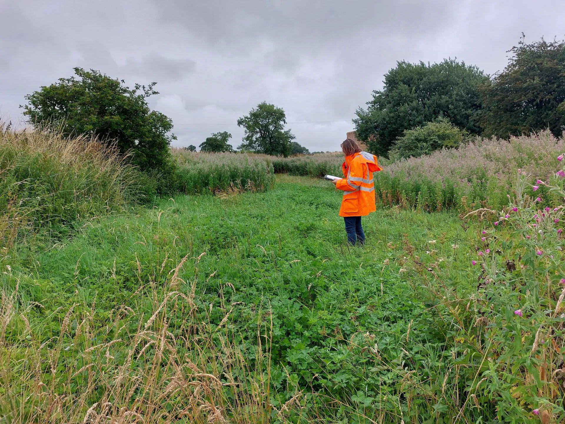 UK landscape - ecological consultancy