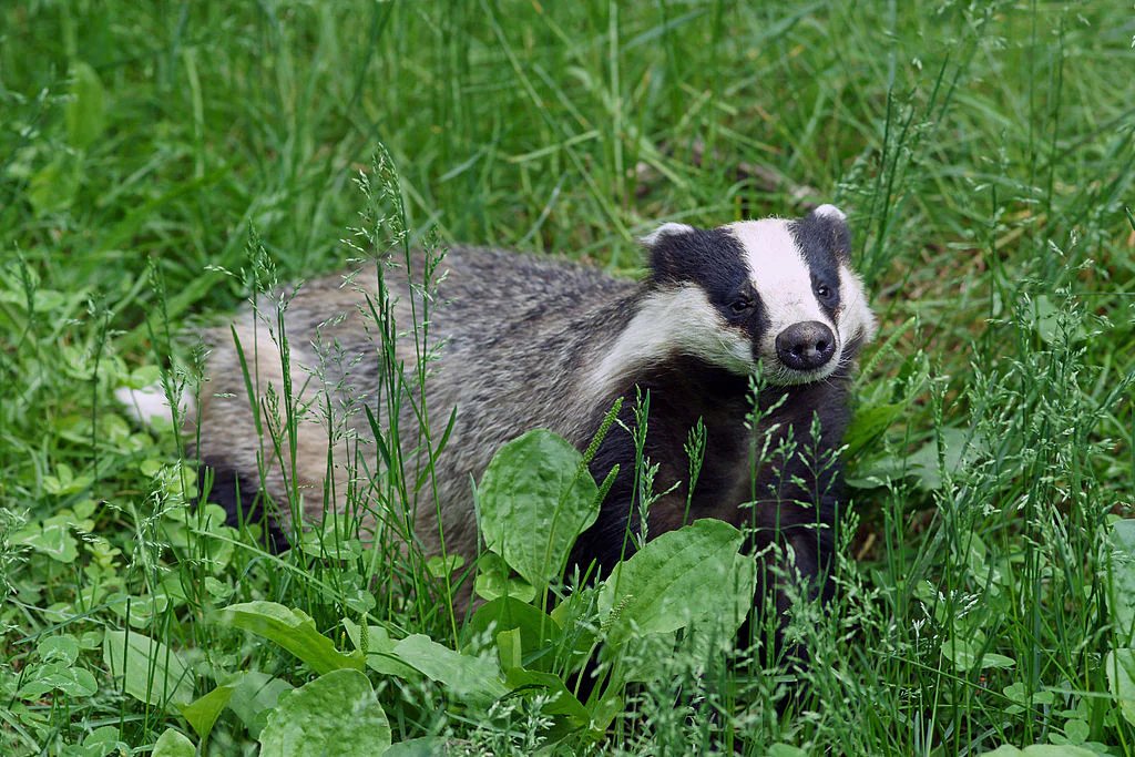 European badger (Meles meles)