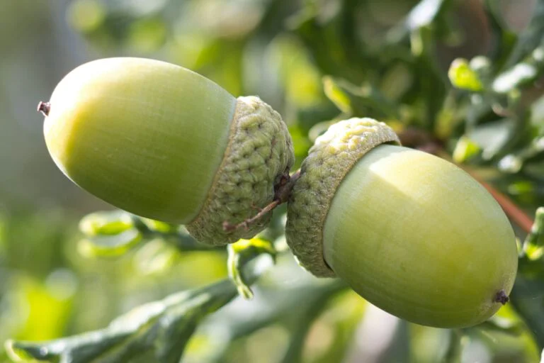 Green Acorn Ecology: Professional Ecological Surveys, Biodiversity Net Gain and Planning Support Across the South of England