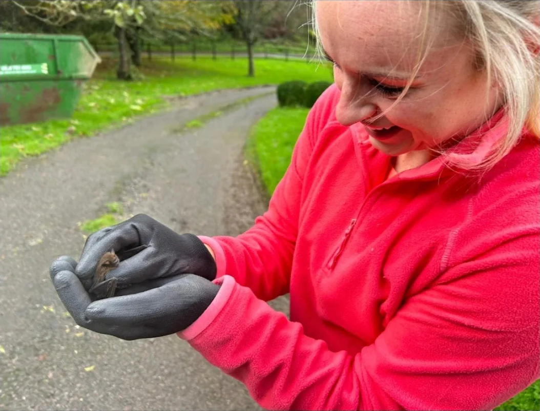 Bat held during a roost survey