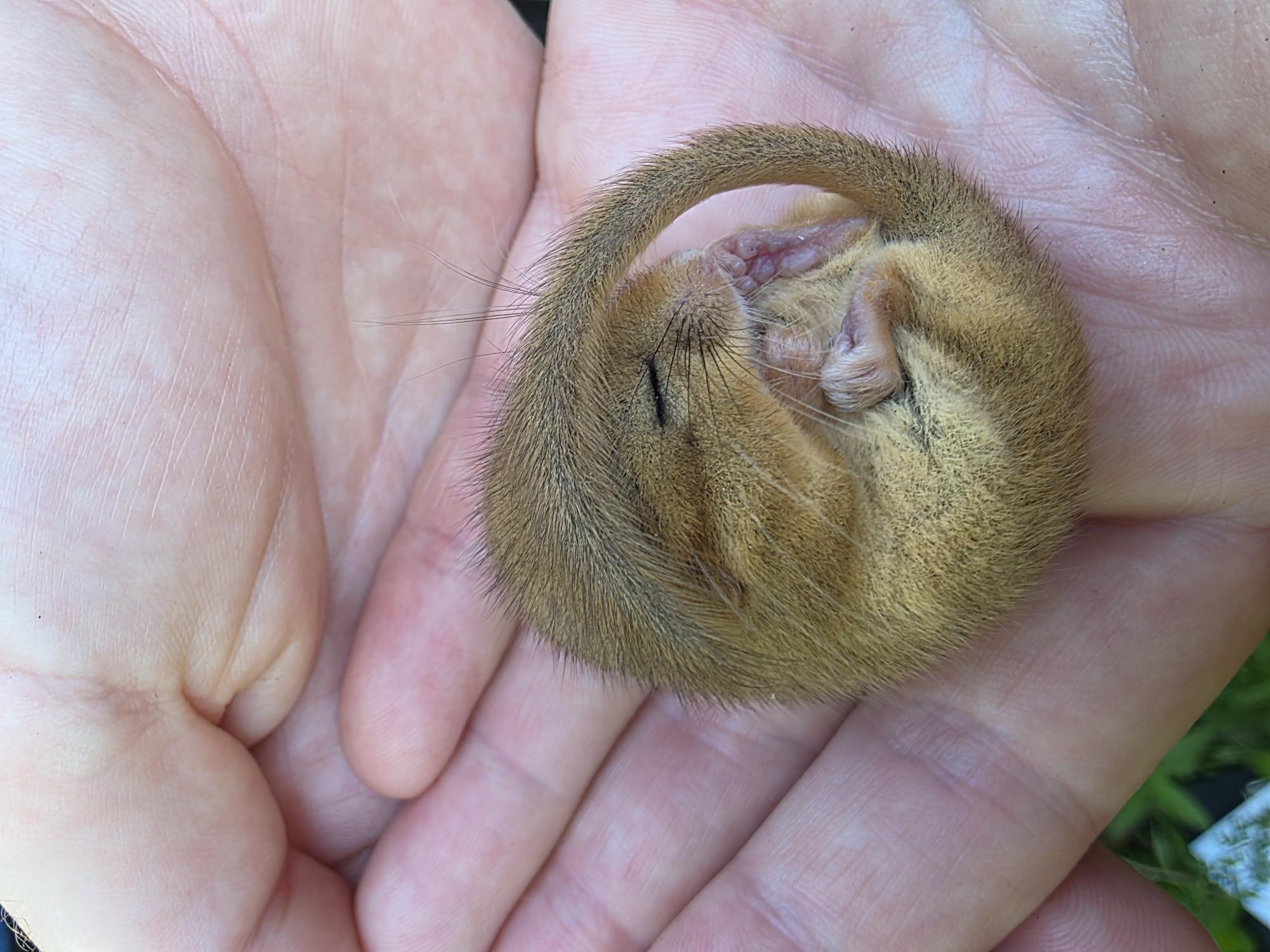 Hazel dormouse, a European protected species